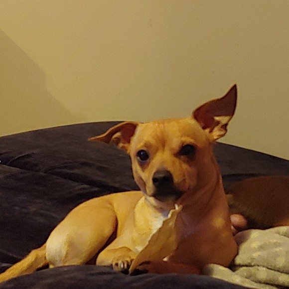 Meet your Posher, Carrie - Picture 2 of 6